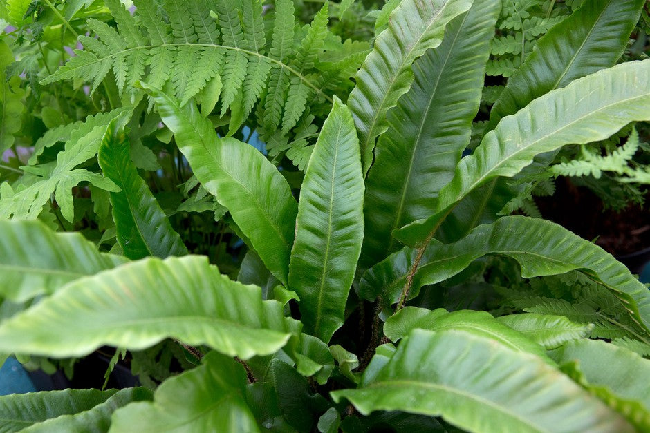 Jungle