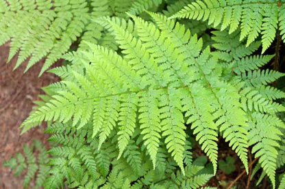 Jungle