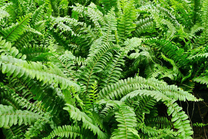 Jungle