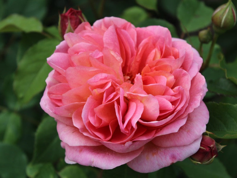 Romantic Roses