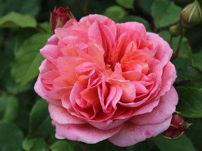 Romantic Roses