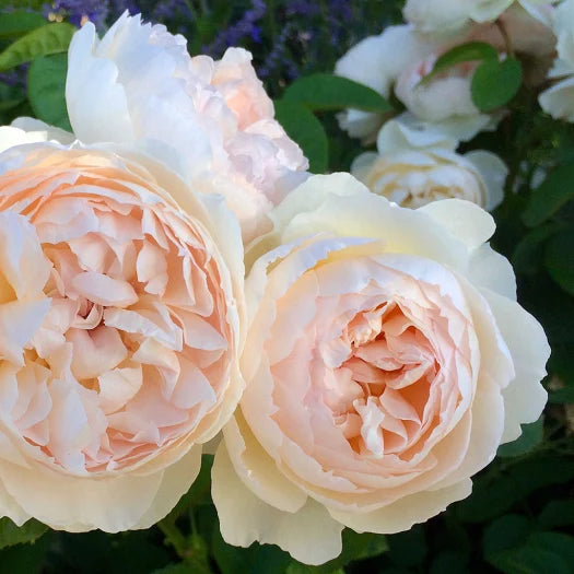 Romantic Roses