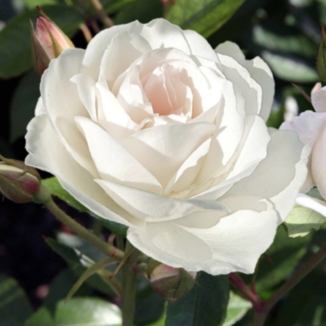 Romantic Roses