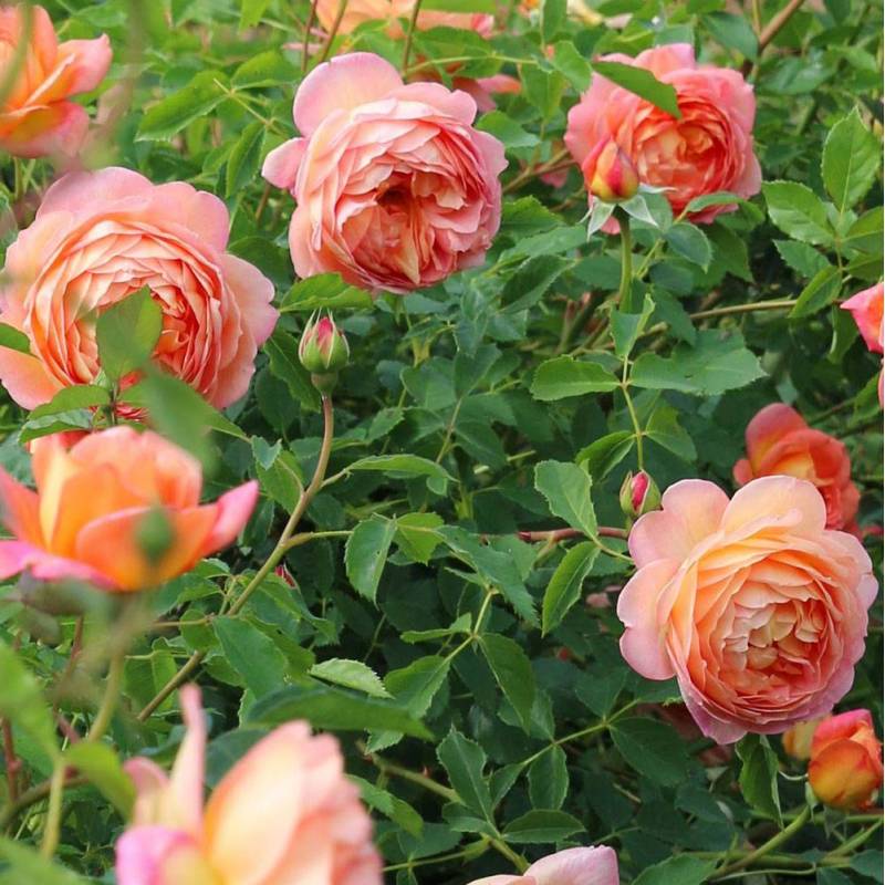Romantic Roses