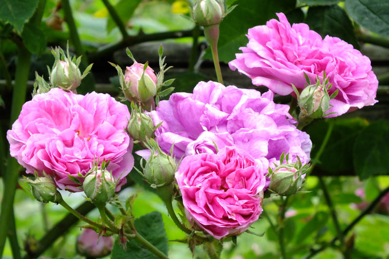 Romantic Roses