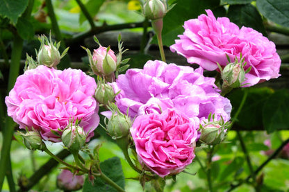 Romantic Roses