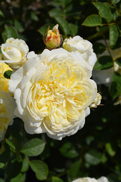 Romantic Roses