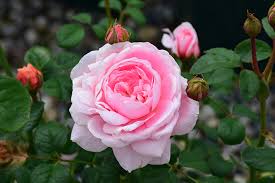 Romantic Roses